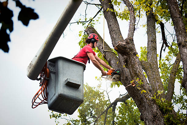 Tree Health Inspection in Essexville, MI